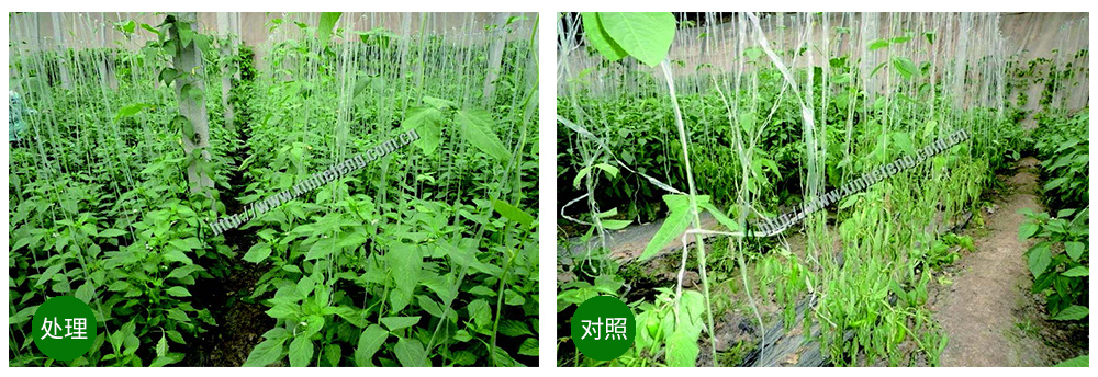 領(lǐng)先生物創(chuàng)新型生防菌劑熒保素應用案例 領(lǐng)先生物創(chuàng)新型生防菌劑熒保素應用案例